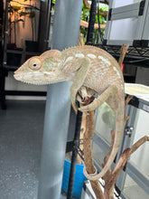 Load image into Gallery viewer, AMBILOBE FEMALE Panther Chameleon: šŗ (E33)