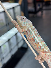 Load image into Gallery viewer, AMBANJA/NOSY FALY male (R6)