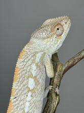 Load image into Gallery viewer, AMBILOBE FEMALE Panther Chameleon: 🚺 (E18)
