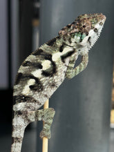 Load image into Gallery viewer, Sambava Male: Marley x Mabel (E2)