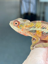 Load image into Gallery viewer, AMBILOBE panther chameleon: Flash x Opal (R13)