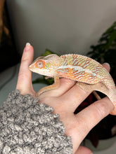 Load image into Gallery viewer, Ambilobe Male (R10)