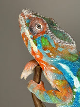 Load image into Gallery viewer, AMBILOBE Panther Chameleon: (J5)