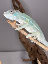 Load image into Gallery viewer, AMBILOBE Panther Chameleon: (E22)