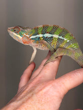 Load image into Gallery viewer, Profile of a young Ambilobe Panther Chameleon from Flash Jr. x Aslan bloodlines.