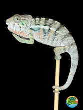 Load image into Gallery viewer, Young male Panther Chameleon captive bred by FramsChams with developing crystal blue bars and orange firebelly.