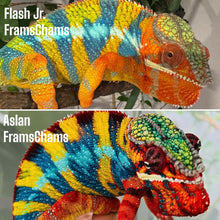Load image into Gallery viewer, Brightly colored Flash Jr. paired up with a female ambilobe panther chameleon from Aslan at FramsChams.com