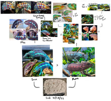 Load image into Gallery viewer, AMBANJA X ANKIFY Panther Chameleon:(J10)