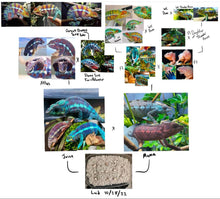 Load image into Gallery viewer, AMBANJA FEMALE Panther Chameleon: Ambanja x Ankify (I10)