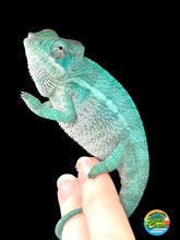 Load image into Gallery viewer, AMBANJA Panther Chameleon: Blue Inferno x Tango (E12)