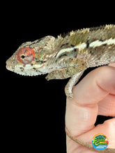 Load image into Gallery viewer, AMBILOBE Panther Chameleon: Magnus x Skittles (E15)