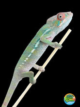 Load image into Gallery viewer, AMBILOBE Panther Chameleon: Magnus x Skittles (E16)