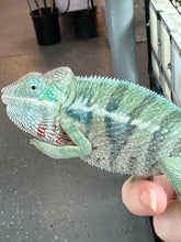 Load image into Gallery viewer, AMBANJA Panther Chameleon x WC male (I4)