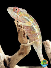 Load image into Gallery viewer, AMBILOBE panther chameleon: Flash x Opal (R13)