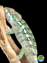 Load image into Gallery viewer, AMBILOBE Panther Chameleon: Frank x Sandy (R20)