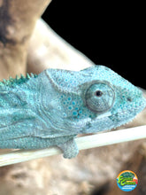 Load image into Gallery viewer, AMBILOBE Panther Chameleon: Frank x Sandy (Q2)