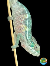 Load image into Gallery viewer, AMBILOBE Panther Chameleon: Frank x Sandy (Q7)