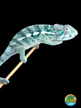 Load image into Gallery viewer, AMBILOBE Panther Chameleon: Frank x Sandy (Q6)