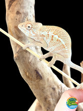 Load image into Gallery viewer, Ambiolbe FEMALE Panther Chameleon: (S1)