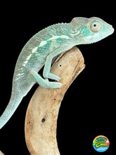 Load image into Gallery viewer, AMBANJA Panther Chameleon: Dubois x Ellie (S4)