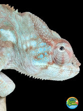 Load image into Gallery viewer, AMBANJA FEMALE Panther Chameleon x WC (S12)