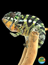 Load image into Gallery viewer, SAMBAVA Panther Chameleon: Marley x Mabel (Q11)