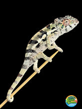 Load image into Gallery viewer, SAMBAVA Panther Chameleon: Marley x Mabel (Q14)