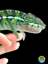 Load image into Gallery viewer, AMBILOBE Panther Chameleon: Frank x Sandy (C5)