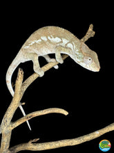 Load image into Gallery viewer, AMBILOBE FEMALE Panther Chameleon: šŗ (S3)