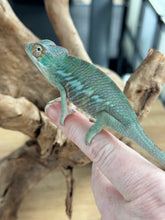 Load image into Gallery viewer, ANKILOBE Panther Chameleon: Ankify x Ambilobe (R8)