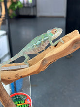 Load image into Gallery viewer, ANKILOBE Panther Chameleon: Ankify x Ambilobe (R8)