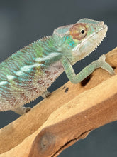 Load image into Gallery viewer, ANKILOBE Panther Chameleon: Ankify x Ambilobe (R8)
