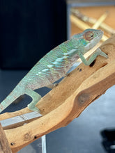 Load image into Gallery viewer, ANKILOBE Panther Chameleon: Ankify x Ambilobe (R8)