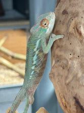 Load image into Gallery viewer, ANKILOBE Panther Chameleon: Ankify x Ambilobe (R8)