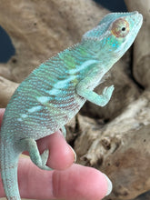 Load image into Gallery viewer, ANKILOBE Panther Chameleon: Ankify x Ambilobe (R8)