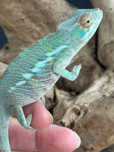 Load image into Gallery viewer, ANKILOBE Panther Chameleon: Ankify x Ambilobe (R8)