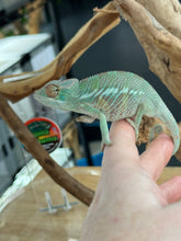 Load image into Gallery viewer, ANKILOBE Panther Chameleon: Ankify x Ambilobe (R8)