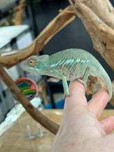 Load image into Gallery viewer, ANKILOBE Panther Chameleon: Ankify x Ambilobe (R8)