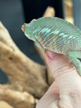 Load image into Gallery viewer, ANKILOBE Panther Chameleon: Ankify x Ambilobe (R8)