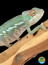 Load image into Gallery viewer, ANKILOBE Panther Chameleon: Ankify x Ambilobe (R8)