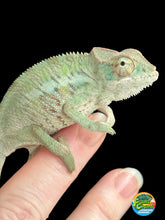 Load image into Gallery viewer, ANKILOBE Panther Chameleon: Ankify x Ambilobe (R8)