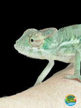 Load image into Gallery viewer, ANKILOBE Panther Chameleon: Ankify x Ambilobe (R10)