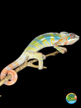 Load image into Gallery viewer, Stunning Ambilobe Panther Chameleon for sale at FramsChams.