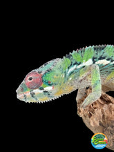 Load image into Gallery viewer, AMBILOBE male: Sam x Amie (R19)