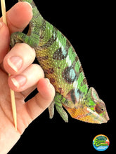 Load image into Gallery viewer, SAMBAVA Panther Chameleon: Marley x Mabel (J1)