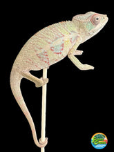Load image into Gallery viewer, AMBILOBE Panther Chameleon: Sam x Georgia (P9)