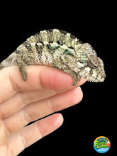 Load image into Gallery viewer, AMBILOBE Panther Chameleon: Sam x Georgia (P10)