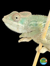 Load image into Gallery viewer, AMBILOBE Panther Chameleon: Starburst x Shirin (R2)