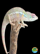 Load image into Gallery viewer, AMBILOBE Panther Chameleon: Starburst x Shirin (R3)
