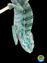 Load image into Gallery viewer, AMBILOBE Panther Chameleon: Starburst x Shirin (P1)